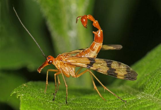 Revelation -scorpion fly