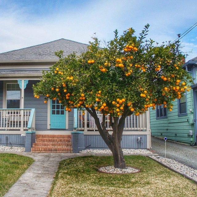 organge tree59a35512cfa67ad